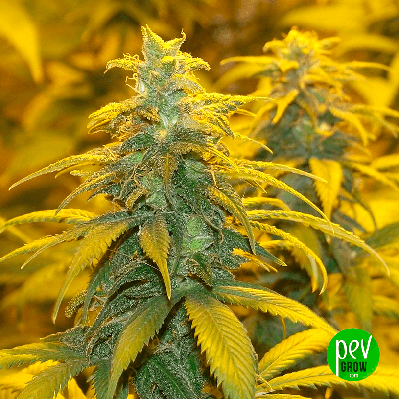 Gorilla Auto Spain Seeds